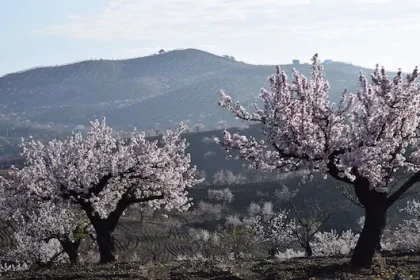 Almendros en flor en el Valle del Almanzora