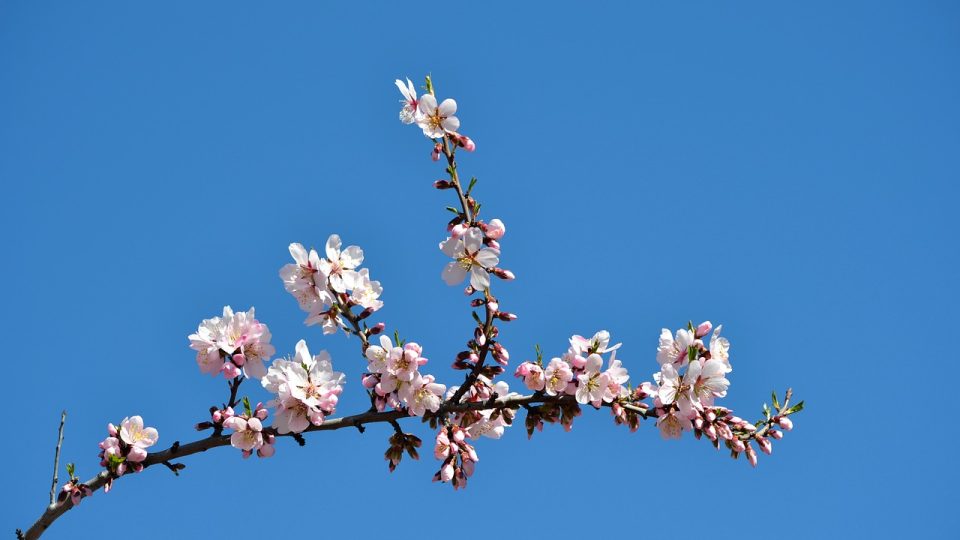 Rama de almendro en flor contra el cielo azul