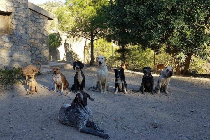 Una decena de perros posan sentados durante una sesión de educación canina al aire libre
