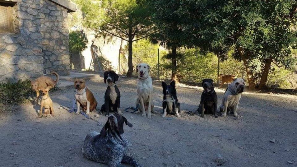 Una decena de perros posan sentados durante una sesión de educación canina al aire libre