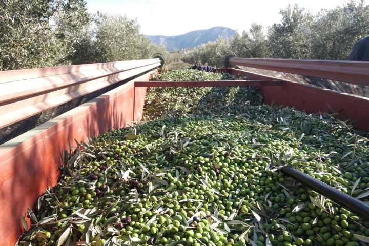 Aceitunas verdes recién recogidas en un remolque, entre los olivos de Lasolana2 en Oria